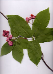 20B Euonymus latifolia