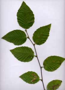 23B Ostrya carpinifolia