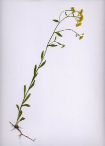 25Ca Aurinia petraea