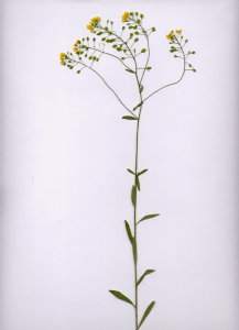 25Cb Aurinia petraea