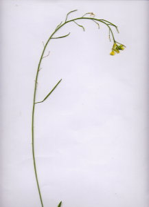 25Fa Diplotaxis tenuifolia