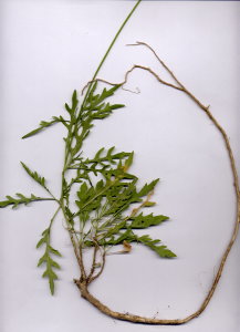 25Fb Diplotaxis tenuifolia