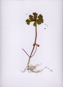 26A Euphorbia helioscopia