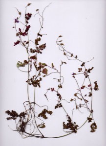 28B Geranium robertianum
