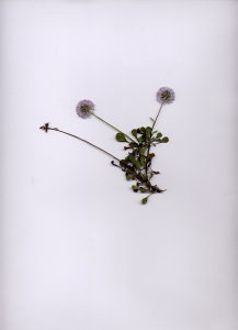 29A Globularia cordifolia