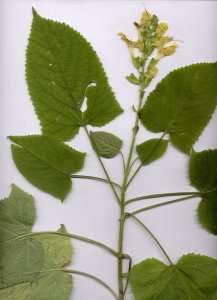 31Fa Salvia glutinosa