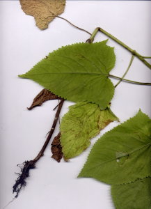 31Fb Salvia glutinosa