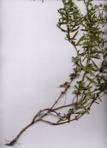 31Ga Satureja montana ssp. variegata