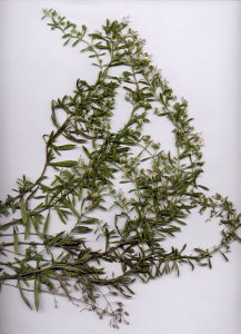 31Gb Satureja montana ssp. variegata