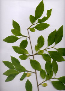 34A Forsythia viridissima