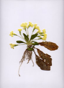 37B Primula vulgaris