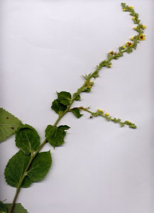 43Ca Verbascum blattaria