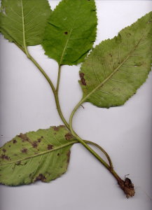 43Cb Verbascum blattaria