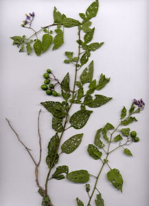 44Aa Solanum dulcamara