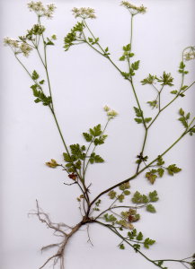 45Aa Chaerophyllum temulum